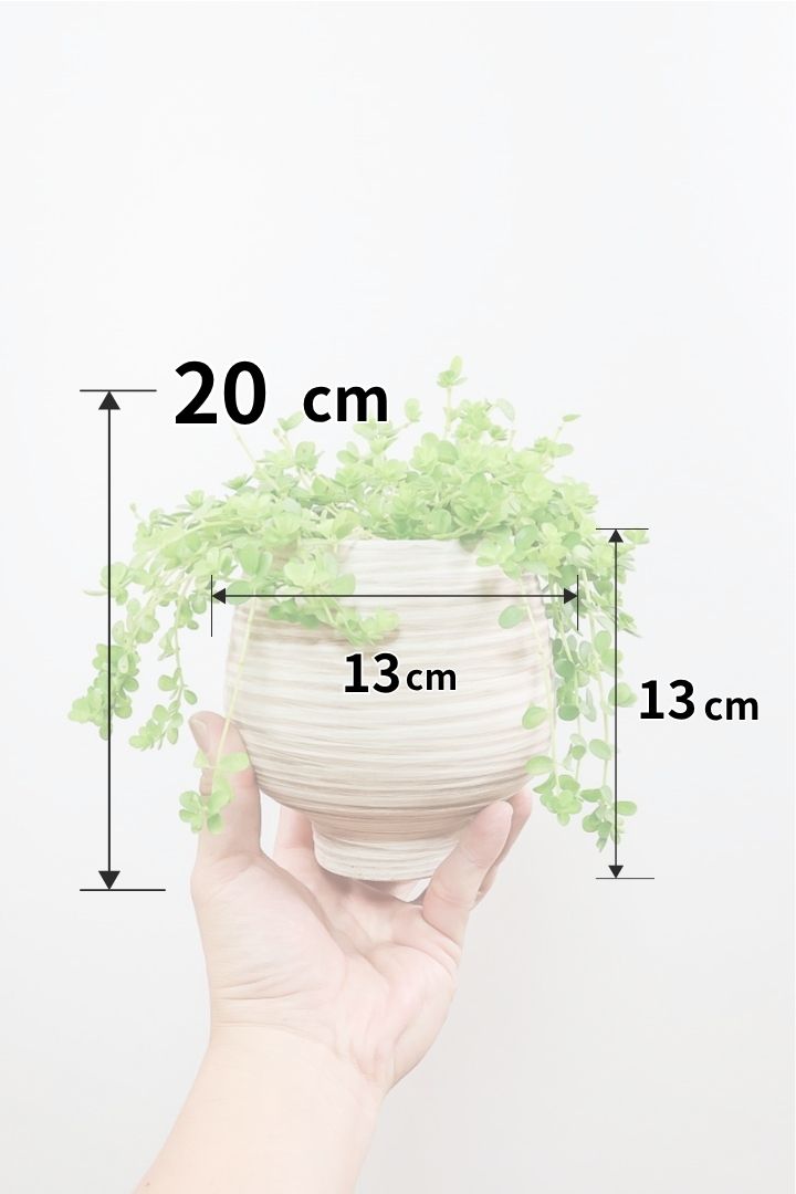【ペペロミア  イザベラ】高さ20センチのかわいいサイズ！今回がラストの入荷ですのでしばらく入荷はありません！ペペロミアの中でも肉厚でかわいい葉です！