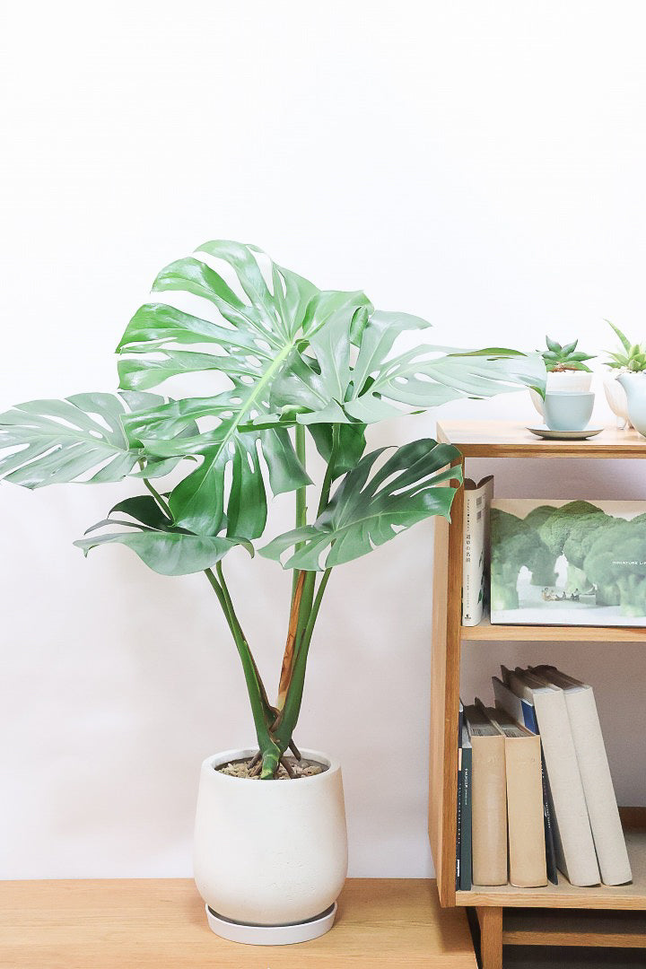 【モンステラ】高さ105cm！この葉の切れ込みは最高です！久々にこのレベルのモンステラが入荷しました！ぜひともお見逃しなく！