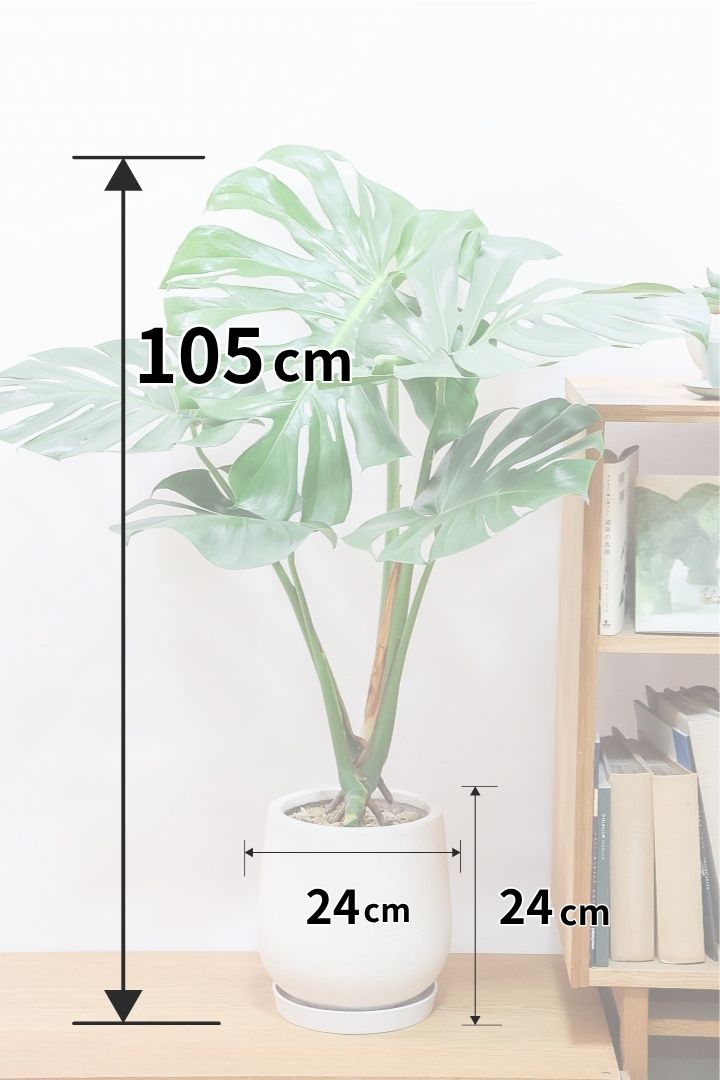 【モンステラ】高さ105cm！この葉の切れ込みは最高です！久々にこのレベルのモンステラが入荷しました！ぜひともお見逃しなく！