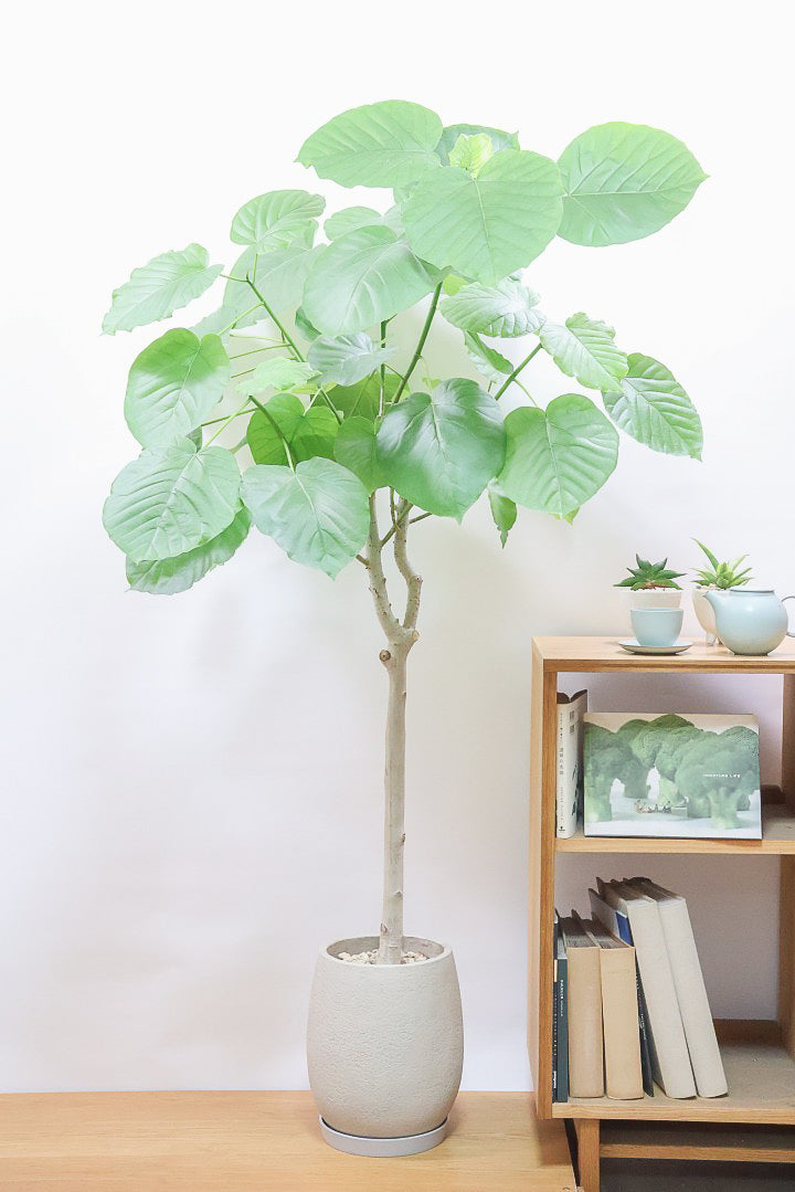 【ウンベラータ】高さ160cm！これはデカい！とても存在感のある大きさ！ここまでのサイズでこの価格はかなりお得だと思います！この機会にぜひ！