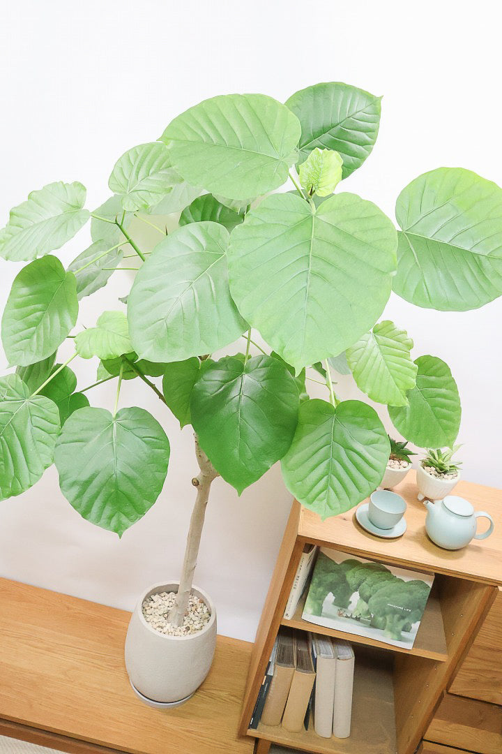 【ウンベラータ】高さ160cm！これはデカい！とても存在感のある大きさ！ここまでのサイズでこの価格はかなりお得だと思います！この機会にぜひ！