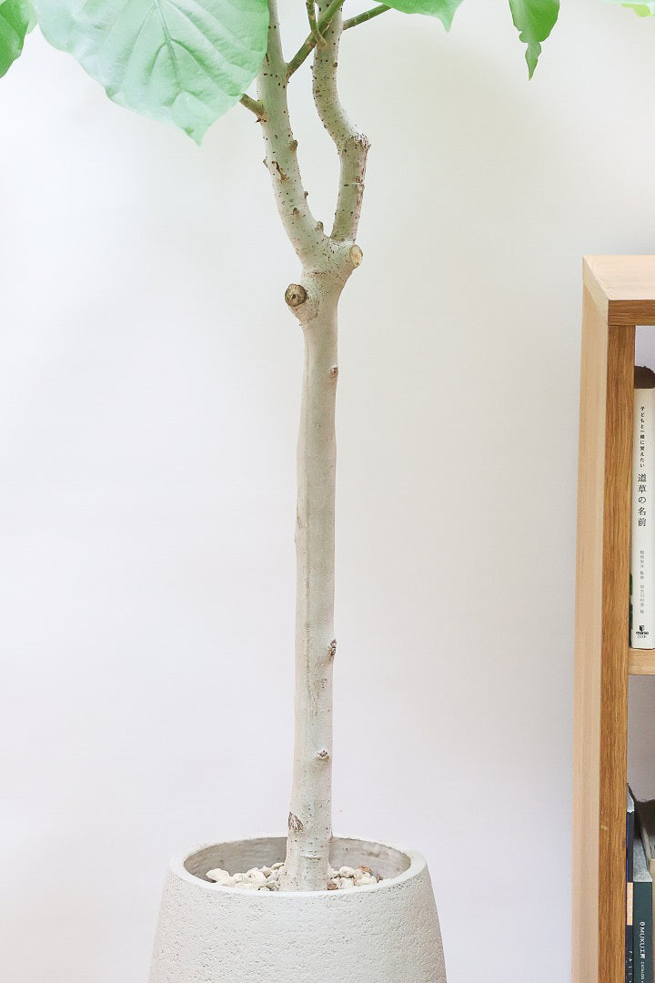 【ウンベラータ】高さ160cm！これはデカい！とても存在感のある大きさ！ここまでのサイズでこの価格はかなりお得だと思います！この機会にぜひ！