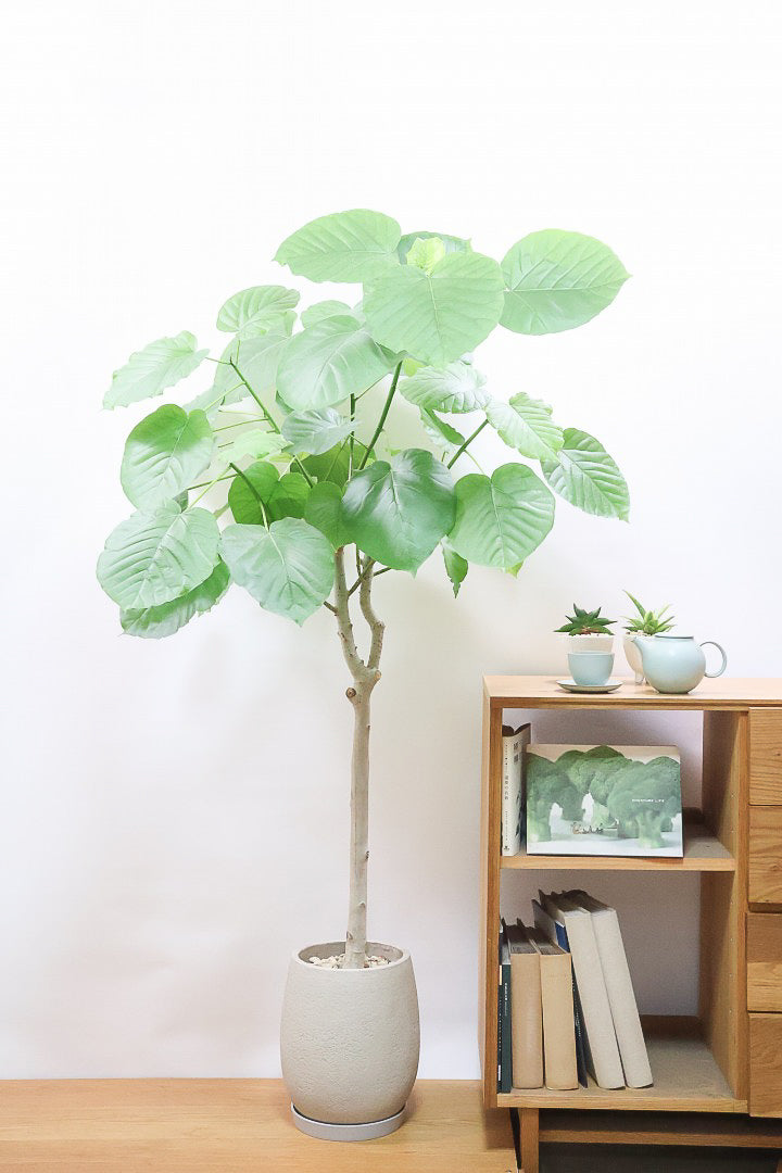 【ウンベラータ】高さ160cm！これはデカい！とても存在感のある大きさ！ここまでのサイズでこの価格はかなりお得だと思います！この機会にぜひ！