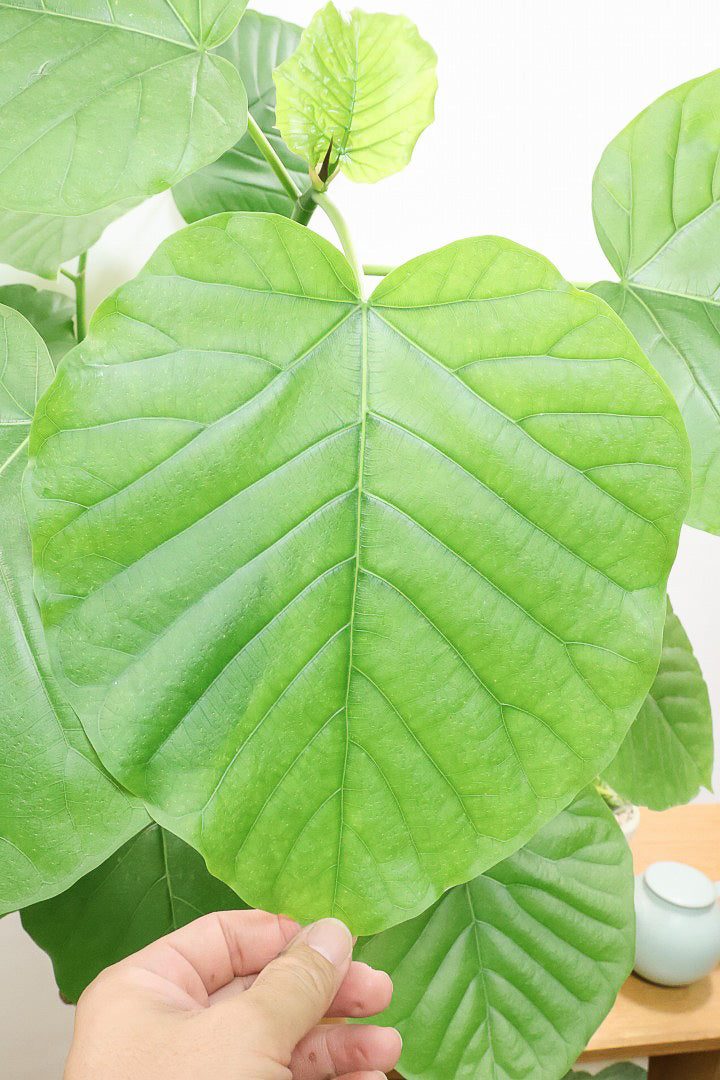 【ウンベラータ】高さ160cm！これはデカい！とても存在感のある大きさ！ここまでのサイズでこの価格はかなりお得だと思います！この機会にぜひ！