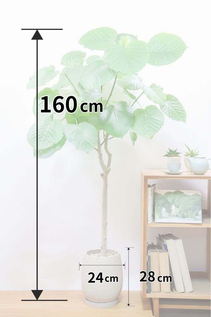 【ウンベラータ】高さ160cm！これはデカい！とても存在感のある大きさ！ここまでのサイズでこの価格はかなりお得だと思います！この機会にぜひ！