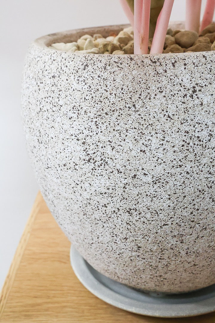 【アグラオネマ レディバレンタイン】高さ52cm！鮮やかな赤とグリーンの葉のコントラストが美しい！新葉はややオレンジを帯びていて施行にキレイなんです！