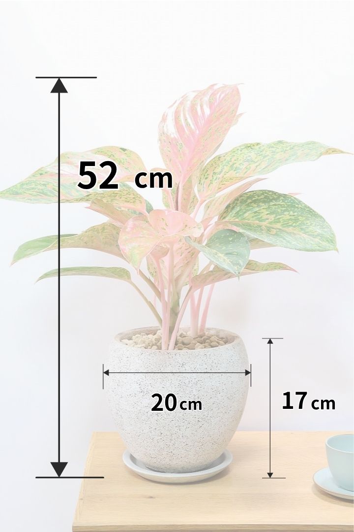 【アグラオネマ レディバレンタイン】高さ52cm！鮮やかな赤とグリーンの葉のコントラストが美しい！新葉はややオレンジを帯びていて施行にキレイなんです！