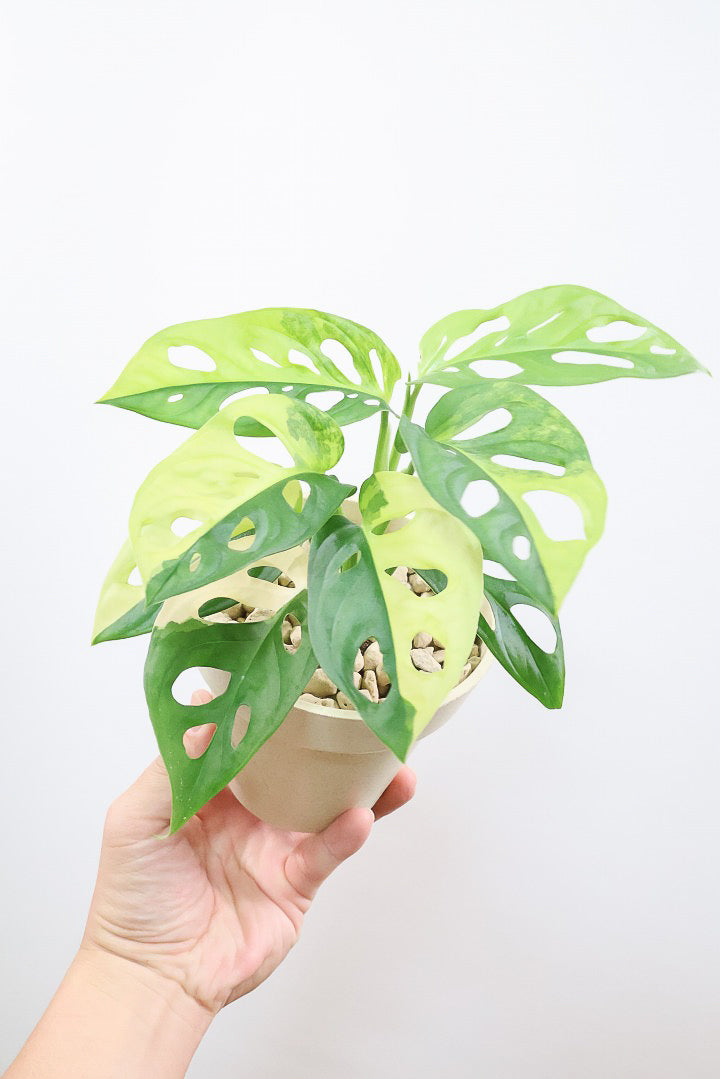 【モンステラ アダンソニー オーレア バリエガタ】高さ23センチ！葉が多くてボリュームがあります！生産者さんのハウスでイイものを選んできましたよ！希少な斑入り種！