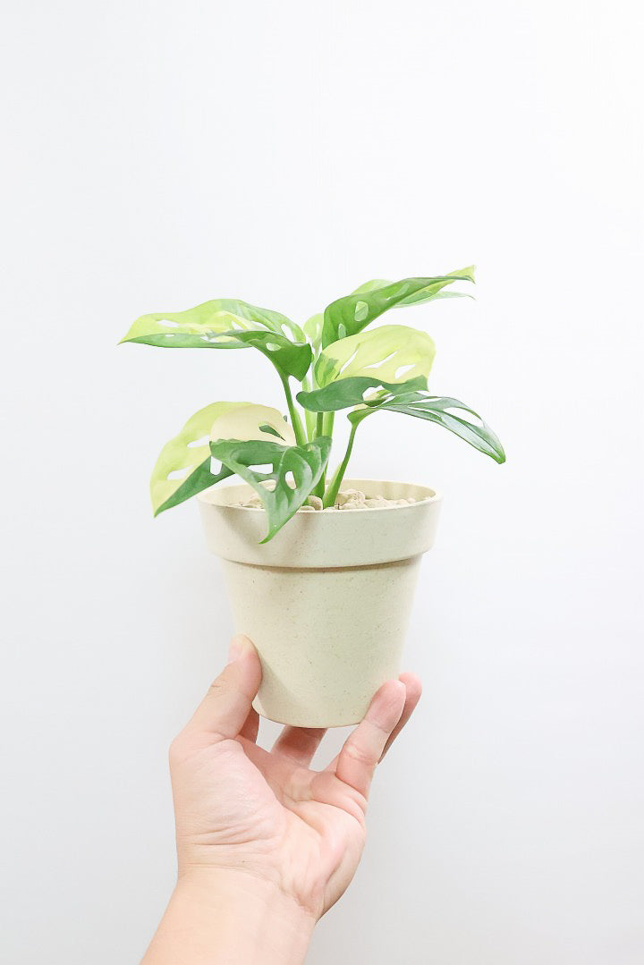 【モンステラ アダンソニー オーレア バリエガタ】高さ23センチ！葉が多くてボリュームがあります！生産者さんのハウスでイイものを選んできましたよ！希少な斑入り種！