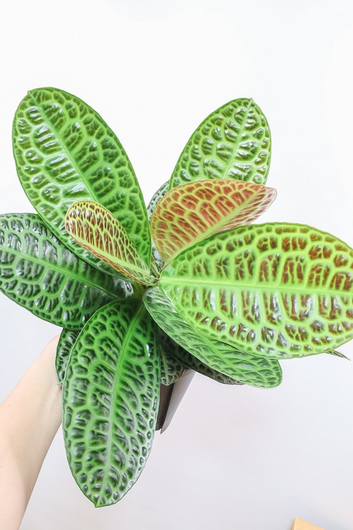 【ラビシア タートルバック】高さ56cm！生産者さんのハウスでひとめ惚れしちゃいました！大型の7号サイズなので見応えがありますよ！