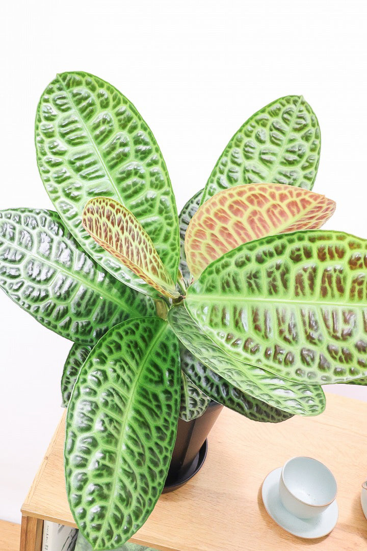 【ラビシア タートルバック】高さ56cm！生産者さんのハウスでひとめ惚れしちゃいました！大型の7号サイズなので見応えがありますよ！