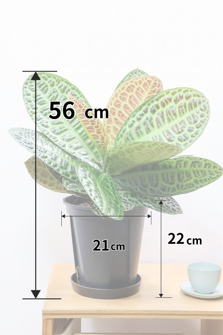 【ラビシア タートルバック】高さ56cm！生産者さんのハウスでひとめ惚れしちゃいました！大型の7号サイズなので見応えがありますよ！