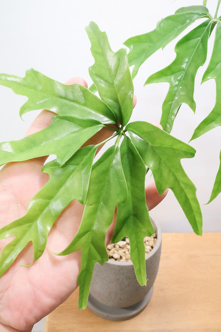 【シェフレラ ノヴァ】高さ60センチ！希少なレア品種！とにかく葉のフォルムが個性的で切れ込みがしっかりとした品種です！
