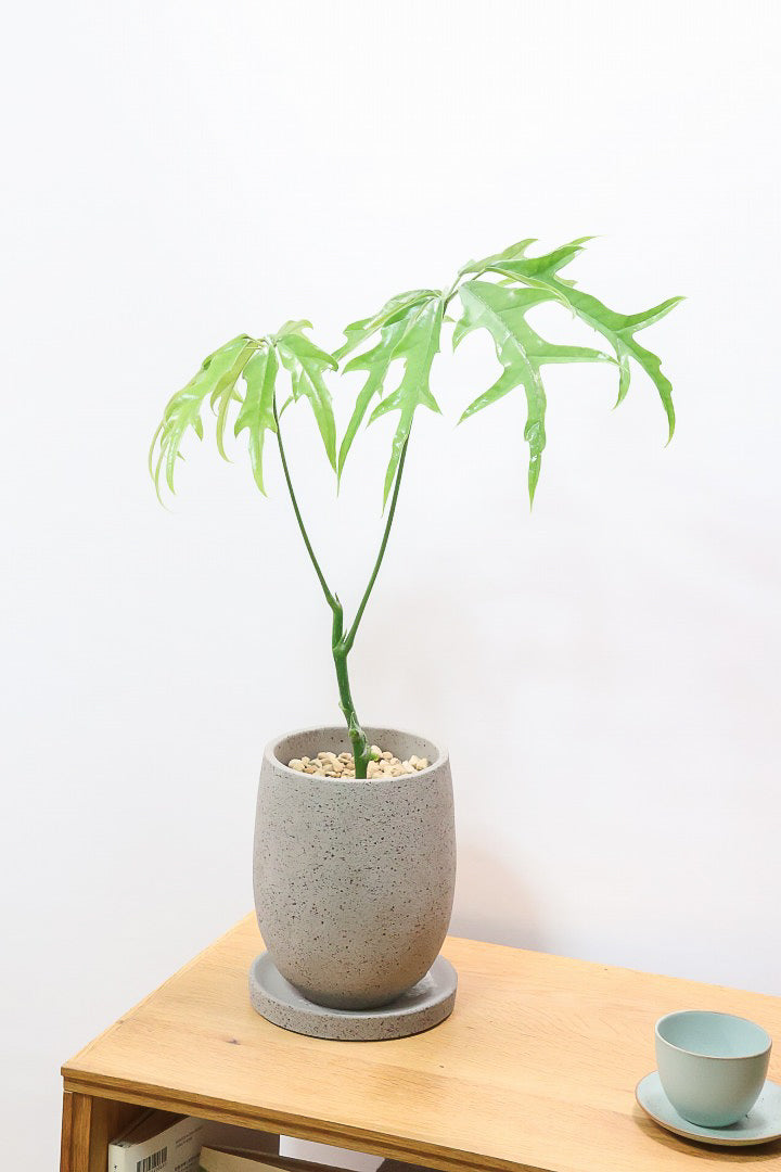 【シェフレラ ノヴァ】高さ60センチ！希少なレア品種！とにかく葉のフォルムが個性的で切れ込みがしっかりとした品種です！