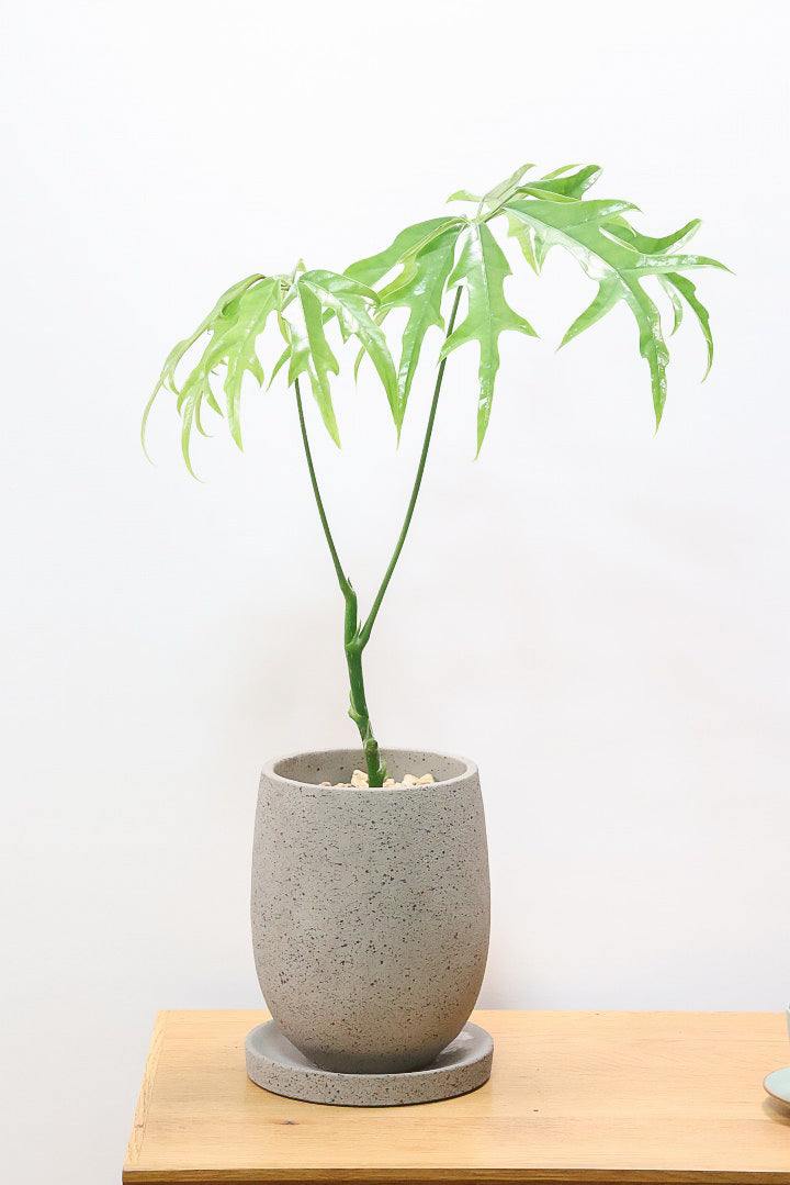 【シェフレラ ノヴァ】高さ60センチ！希少なレア品種！とにかく葉のフォルムが個性的で切れ込みがしっかりとした品種です！