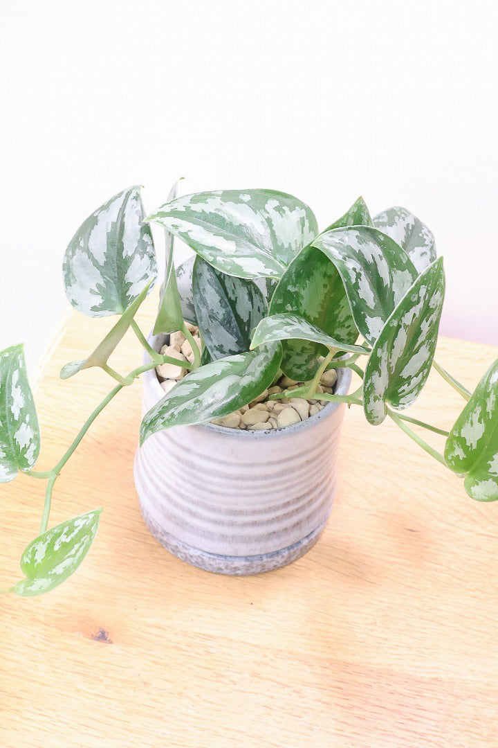 【スキンダプサス シルバープリンセス】高さ20センチのかわいいサイズ！APEGOでは久々入荷の品種！グリーンとシルバーのコントラストが極上に美しい品種です！