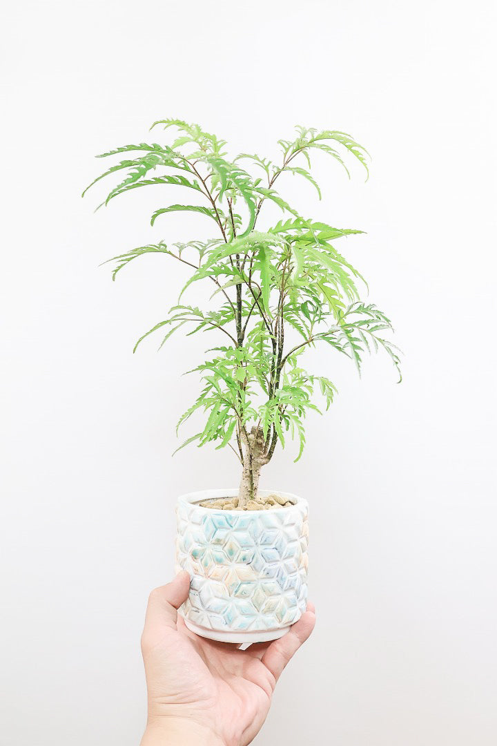【ポリシャス フルティコーサ】高さ45センチ！爽やかなデザインのAPEGO推しPOT！涼しげな雰囲気がたまらなくかわいい観葉植物です！