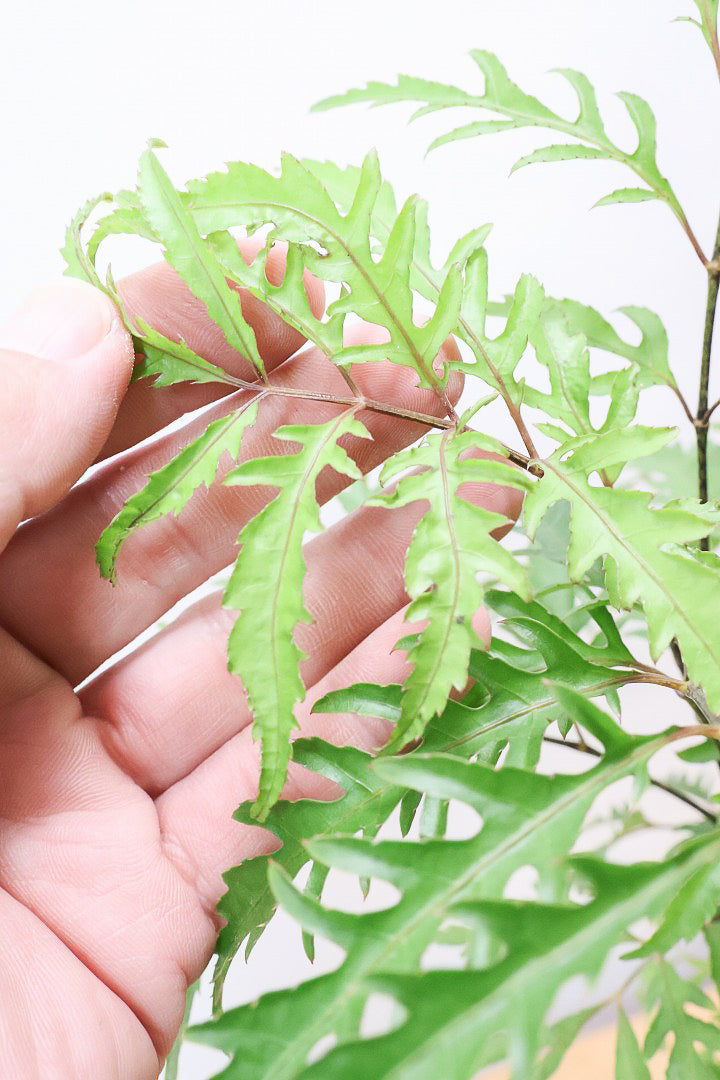 【ポリシャス フルティコーサ】高さ45センチ！爽やかなデザインのAPEGO推しPOT！涼しげな雰囲気がたまらなくかわいい観葉植物です！