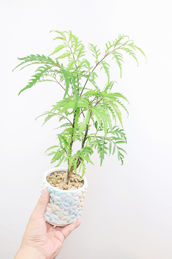 【ポリシャス フルティコーサ】高さ45センチ！爽やかなデザインのAPEGO推しPOT！涼しげな雰囲気がたまらなくかわいい観葉植物です！