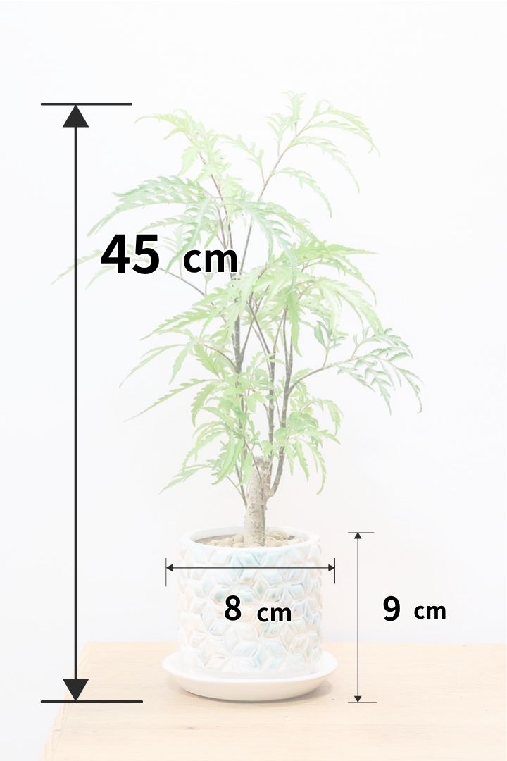 【ポリシャス フルティコーサ】高さ45センチ！爽やかなデザインのAPEGO推しPOT！涼しげな雰囲気がたまらなくかわいい観葉植物です！
