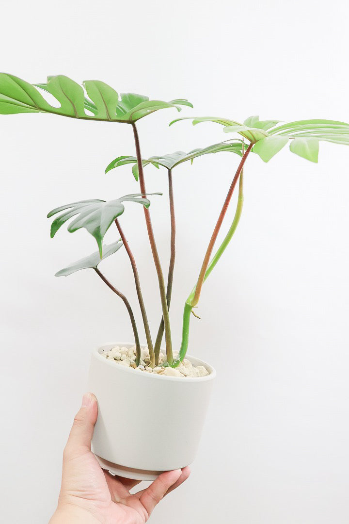 【フィロデンドロン マヨイタヒチ】高さ43センチのボリュームのあるサイズ感！スタイリッシュなデザインのPOT！かわいいギザギザの葉が特徴です！