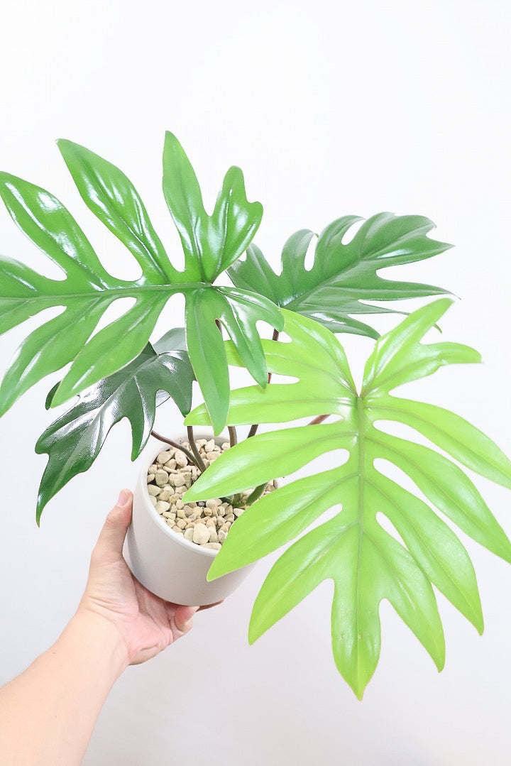 【フィロデンドロン マヨイタヒチ】高さ43センチのボリュームのあるサイズ感！スタイリッシュなデザインのPOT！かわいいギザギザの葉が特徴です！