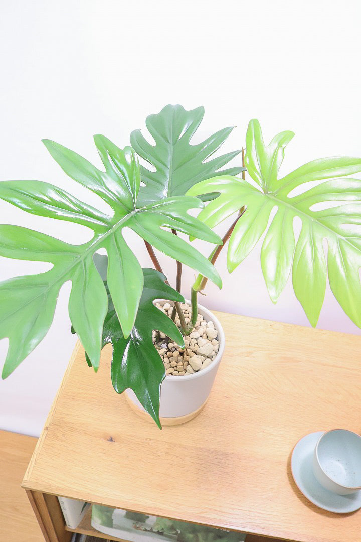 【フィロデンドロン マヨイタヒチ】高さ43センチのボリュームのあるサイズ感！スタイリッシュなデザインのPOT！かわいいギザギザの葉が特徴です！