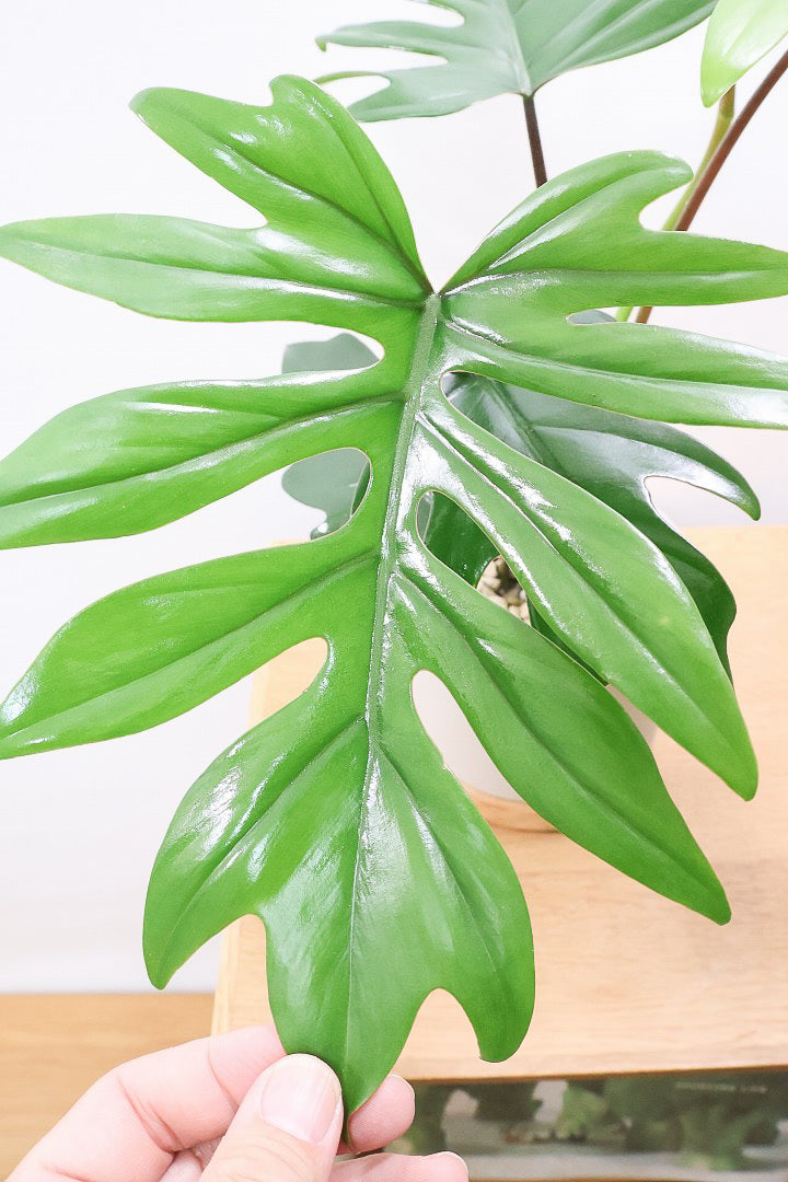 【フィロデンドロン マヨイタヒチ】高さ43センチのボリュームのあるサイズ感！スタイリッシュなデザインのPOT！かわいいギザギザの葉が特徴です！