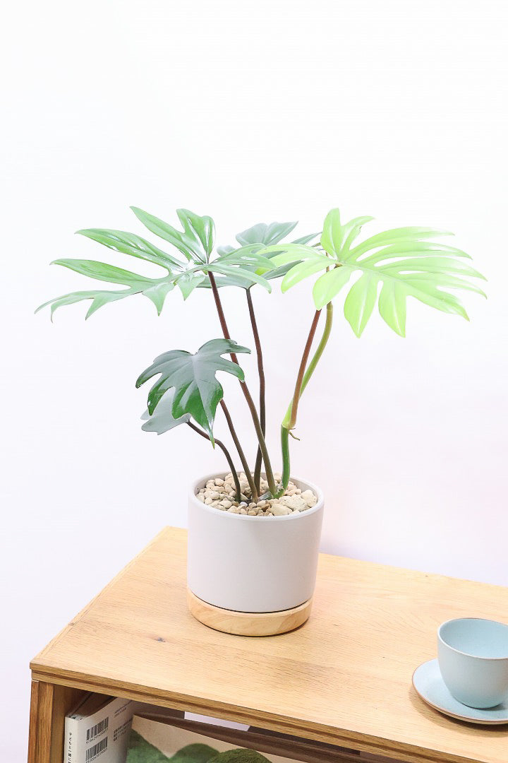 【フィロデンドロン マヨイタヒチ】高さ43センチのボリュームのあるサイズ感！スタイリッシュなデザインのPOT！かわいいギザギザの葉が特徴です！