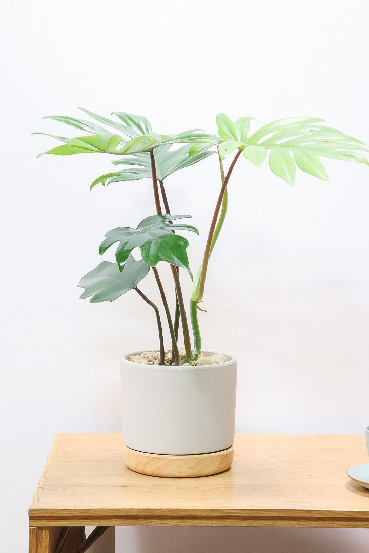 【フィロデンドロン マヨイタヒチ】高さ43センチのボリュームのあるサイズ感！スタイリッシュなデザインのPOT！かわいいギザギザの葉が特徴です！