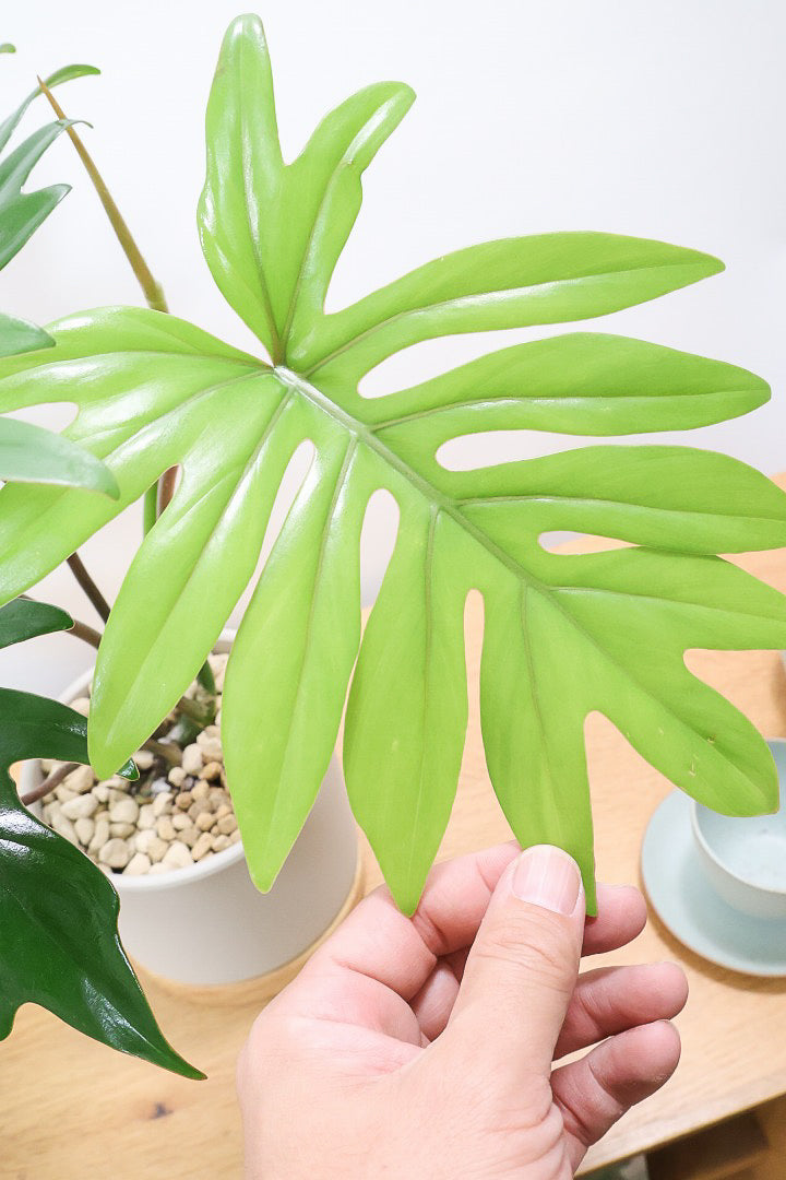 【フィロデンドロン マヨイタヒチ】高さ43センチのボリュームのあるサイズ感！スタイリッシュなデザインのPOT！かわいいギザギザの葉が特徴です！