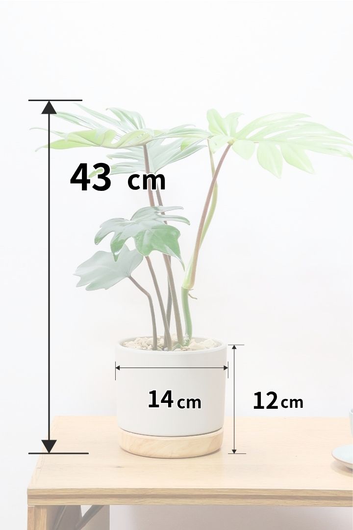 【フィロデンドロン マヨイタヒチ】高さ43センチのボリュームのあるサイズ感！スタイリッシュなデザインのPOT！かわいいギザギザの葉が特徴です！