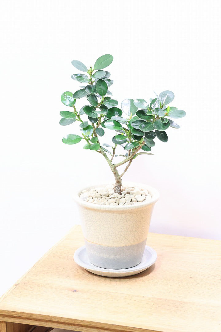 【パンダガジュマル】高さ30センチのかわいいサイズ！きれいに枝分かれした樹形がステキなタイプ！かわいすぎますよね♪