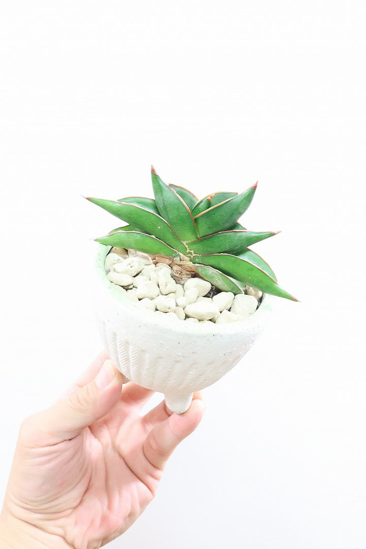 【サンスベリア サワディ】高さ17センチのかわいいサイズ！APEGOでは初入荷の品種！扇状に広がった葉形がステキです！