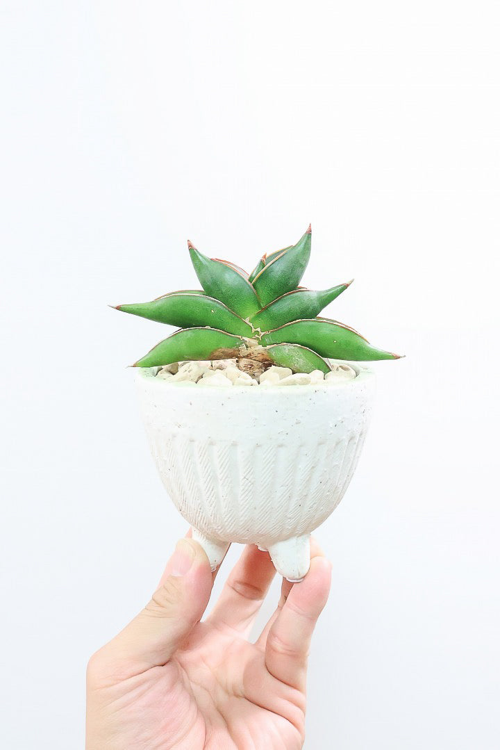 【サンスベリア サワディ】高さ17センチのかわいいサイズ！APEGOでは初入荷の品種！扇状に広がった葉形がステキです！