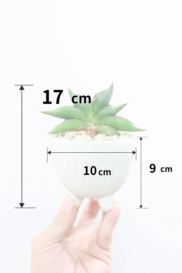 【サンスベリア サワディ】高さ17センチのかわいいサイズ！APEGOでは初入荷の品種！扇状に広がった葉形がステキです！