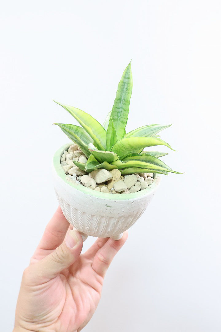 【サンスベリア ガブリエラ バリエガタ】高さ21センチのかわいいサイズ！APEGOでは初入荷の品種！まぶしいほど葉色が明るい品種です！