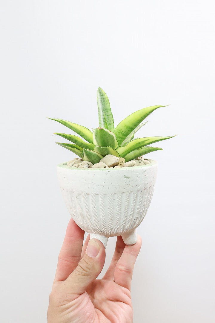 【サンスベリア ガブリエラ バリエガタ】高さ21センチのかわいいサイズ！APEGOでは初入荷の品種！まぶしいほど葉色が明るい品種です！