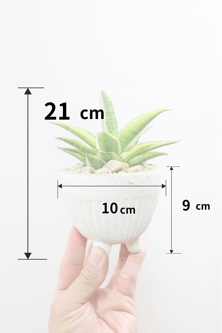 【サンスベリア ガブリエラ バリエガタ】高さ21センチのかわいいサイズ！APEGOでは初入荷の品種！まぶしいほど葉色が明るい品種です！