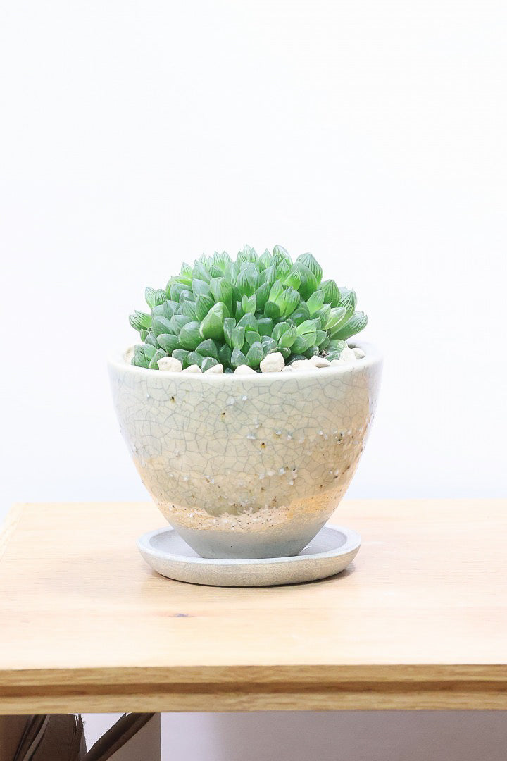 【ハオルチア オブツーサ錦】高さ16センチのてんこ盛りのフォルム！一粒一粒がぷにぷにとしていてとってもかわいいんですよね♪