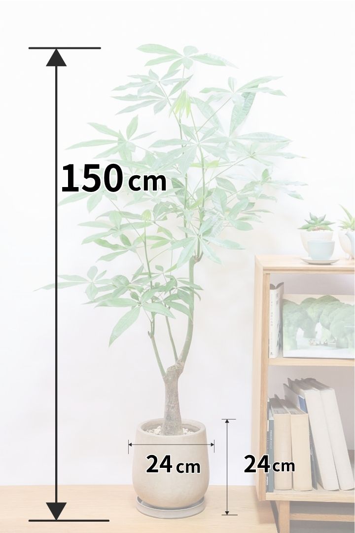 【パキラ】高さ150センチのBIGサイズ！このサイズは久々の入荷！沖縄でしっかりと育てられました！ここまで仕上がった樹形のパキラはレアでしょ！