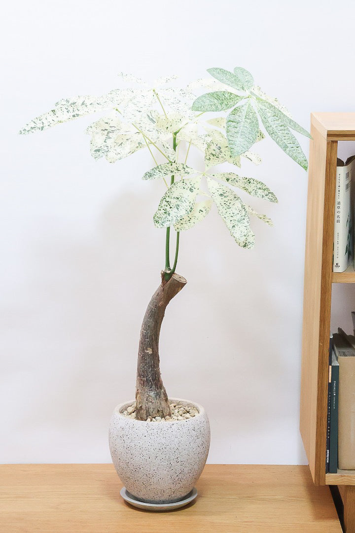 手に入りづらい斑入りのパキラとは？| 観葉植物の基礎知識|APEGO