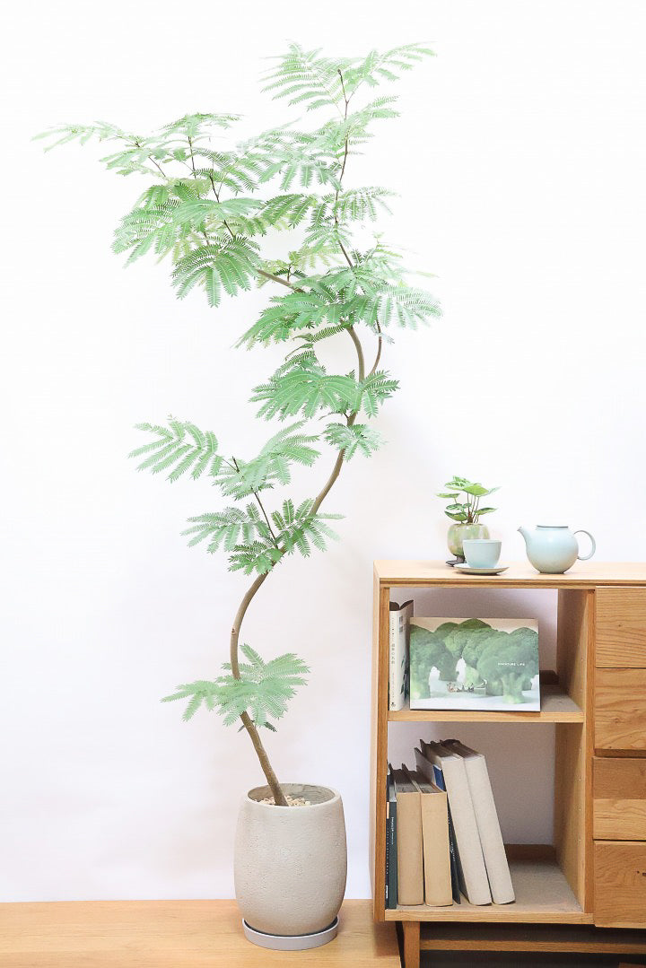 エバーフレッシュGIV62776| 観葉植物の通信販売 | APEGO(アペーゴ)