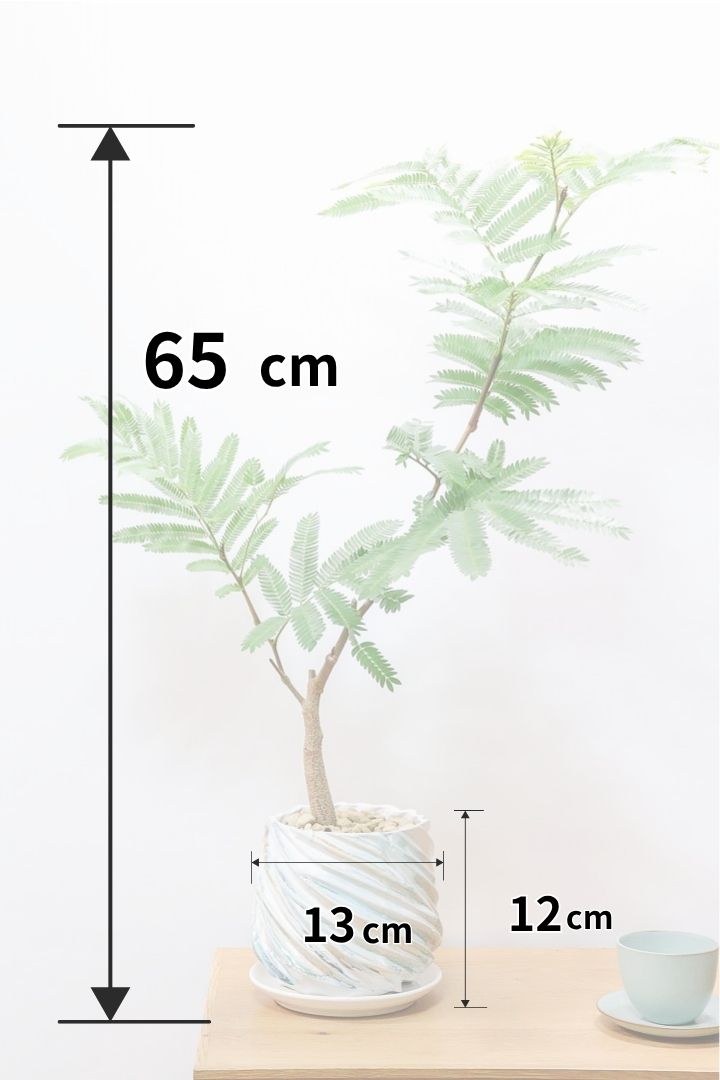 【エバーフレッシュ】高さ65センチののちょうどいいサイズ感！今回の個体はとっても幹が太い！しかも葉数も多いのでボリュームがありますよ！