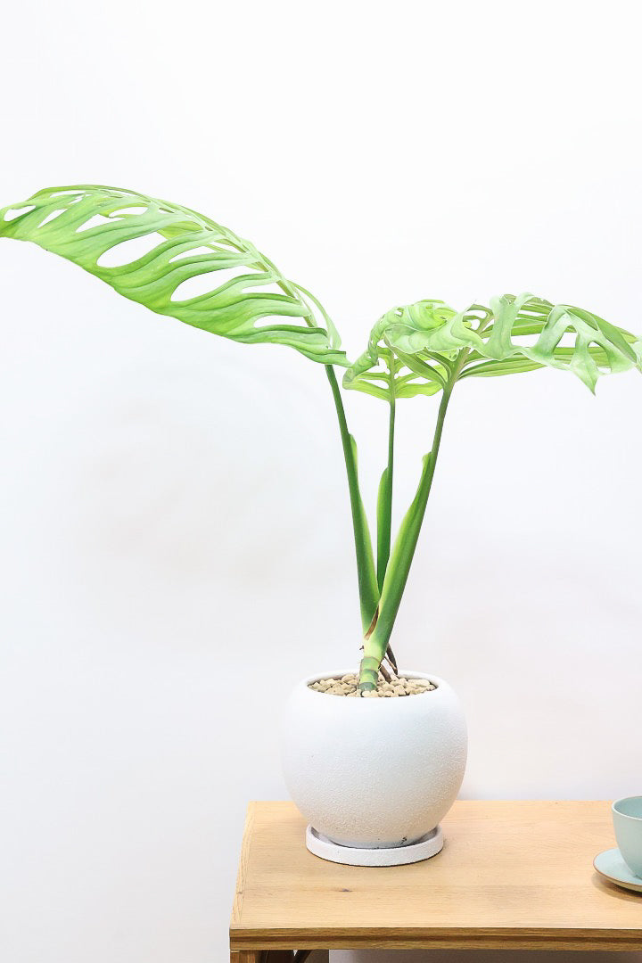 【モンステラ エスケレート】高さ65センチのAPEGOでは初入荷の植物！葉の切れ込みがこれでもかっ！てほどに美しいのが特徴です！