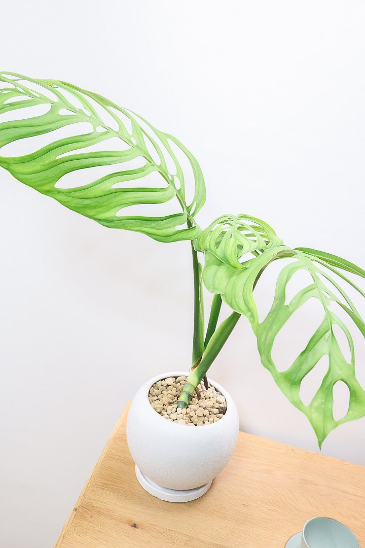 【モンステラ エスケレート】高さ65センチのAPEGOでは初入荷の植物！葉の切れ込みがこれでもかっ！てほどに美しいのが特徴です！
