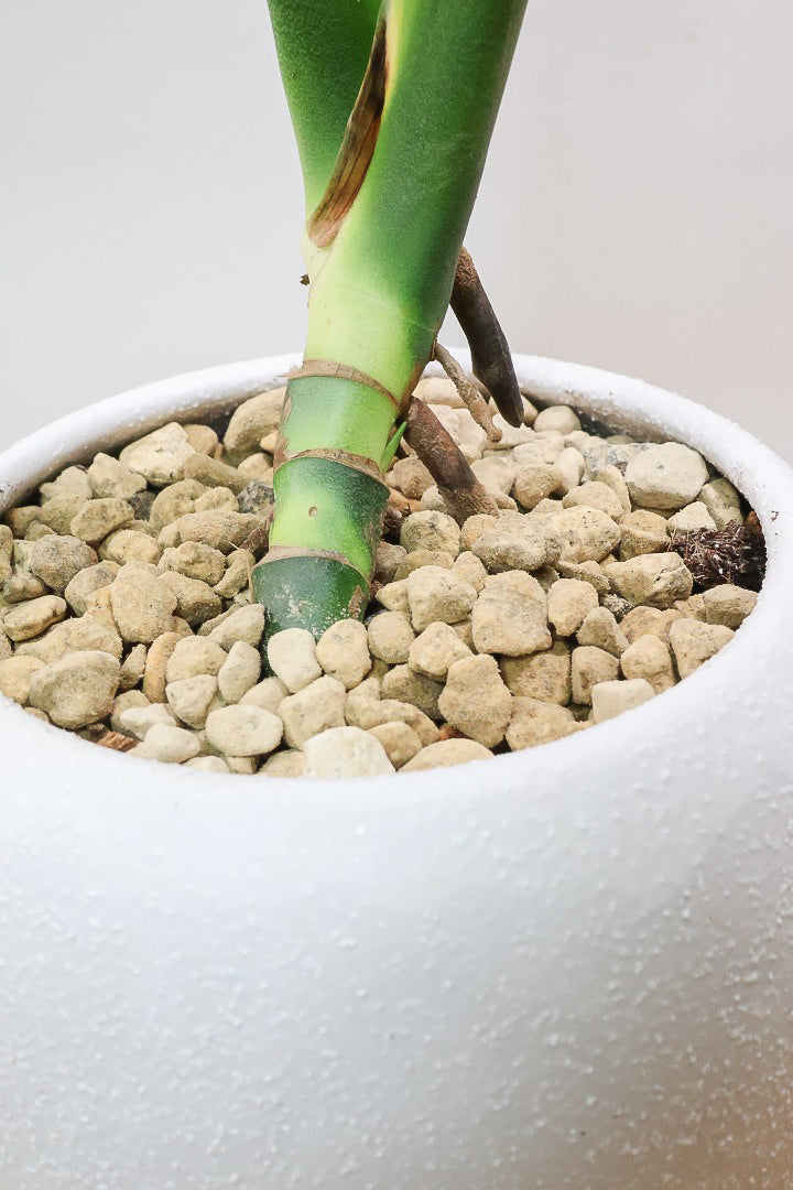 【モンステラ エスケレート】高さ65センチのAPEGOでは初入荷の植物！葉の切れ込みがこれでもかっ！てほどに美しいのが特徴です！