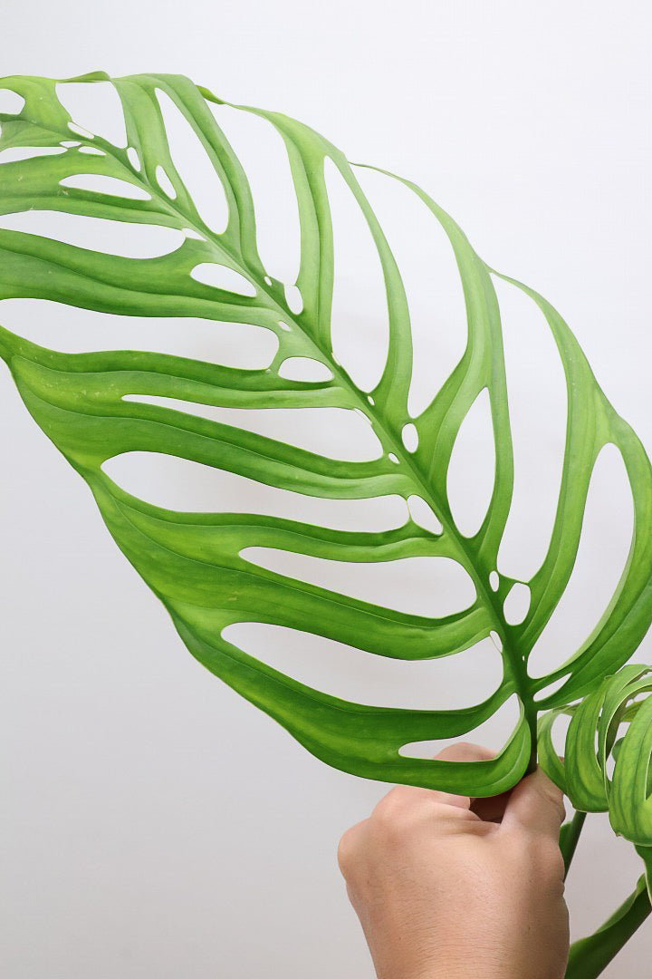 【モンステラ エスケレート】高さ65センチのAPEGOでは初入荷の植物！葉の切れ込みがこれでもかっ！てほどに美しいのが特徴です！