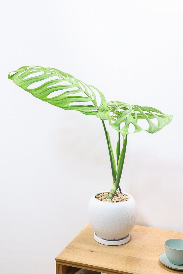 【モンステラ エスケレート】高さ65センチのAPEGOでは初入荷の植物！葉の切れ込みがこれでもかっ！てほどに美しいのが特徴です！