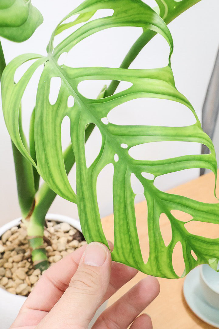 【モンステラ エスケレート】高さ65センチのAPEGOでは初入荷の植物！葉の切れ込みがこれでもかっ！てほどに美しいのが特徴です！